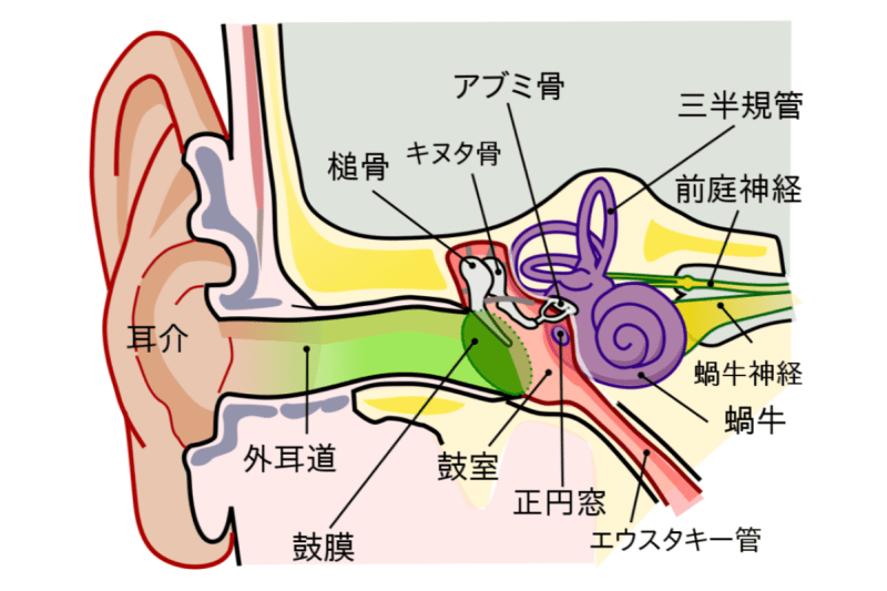 耳の構造の図